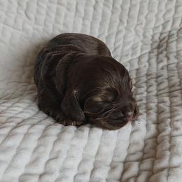 AKC Trouble - Brown and tan male Cocker Spaniel puppy in New Market, Tennessee from Down in the Holler