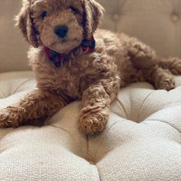 Labradoodle Puppies from Ruby Doo’s Doodles