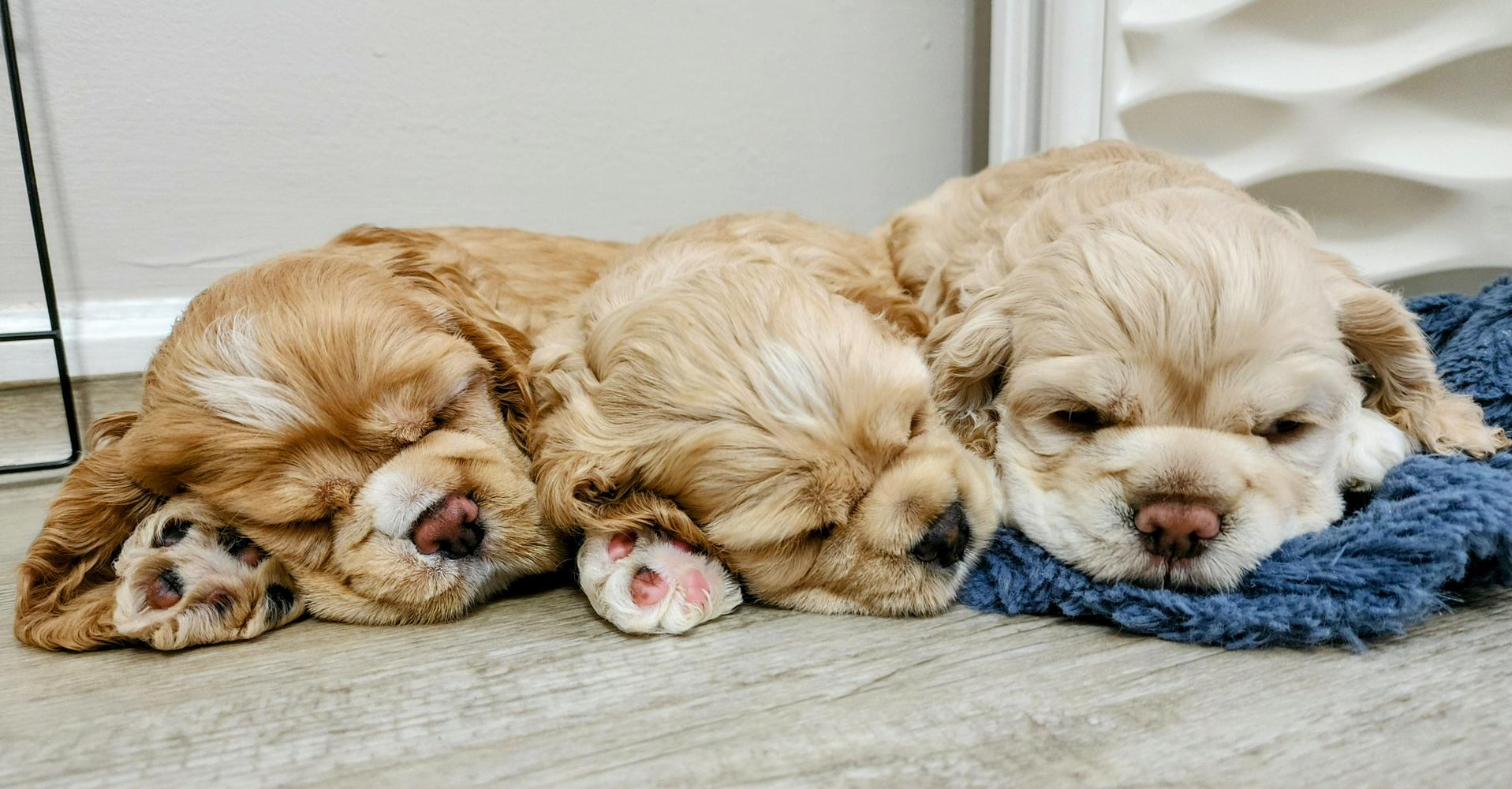 3 Cocker Spaniel puppies sleeping 