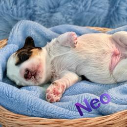 Neo AKC RARE black and rust parti - Parti male Miniature Schnauzer puppy in Dayton, Texas from Von Baron Schnauzers