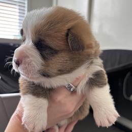 Boy 1 - male Pembroke Welsh Corgi puppy in Anniston, Alabama from Southern Corgi