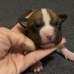 Jager - Red male American Staffordshire Terrier puppy in Marietta, Georgia from Ambition Amstaffs