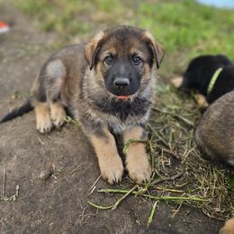 German Shepherd Puppies from Von Thomson Haus