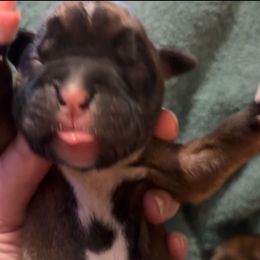 Fawn girl 1 circle on chest - Fawn female Boxer puppy in Graham, Washington from Precious Paws Boxer puppies in WA