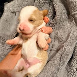 Girl 1 - Parti female Goldendoodle puppy in Bradenton, Florida from Christianna’s Mini Goldendoodles