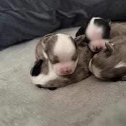 Australian Shepherd and Toy Australian Shepherd Puppies from Daisys Toy Aussies