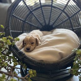 Peach - Apricot female Cavapoo puppy in Chino, California from Coopers Lane Puppies