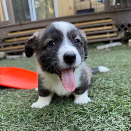 Lilly - Brindle and white female Cardigan Welsh Corgi puppy in Wekiwa Springs, Florida from It is Corgiland