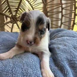 Odin - Blue merle male Australian Shepherd puppy in Grants Pass, Oregon from Carmel Mountain Aussies