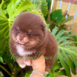 Chocolate Socks - Chocolate and tan male Pomeranian puppy in Eagle Pass, Texas from Texas Tumbleweed Poms