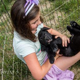 Border Collie, Golden Retriever, and Sporty Mix Puppies from Turbo Border Collies & Coltrievers