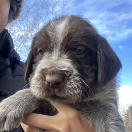 Ms. Purple - Brown and gray Wirehaired Pointing Griffon puppy in Belgrade, Montana from Griffons Out West