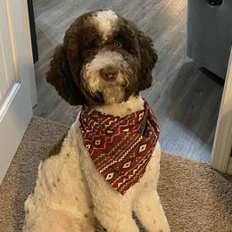 Finn - Poodle