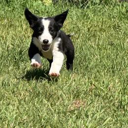 Girl 448 - Black and white female Border Collie puppy in Temecula, California from West Coast Border Collies