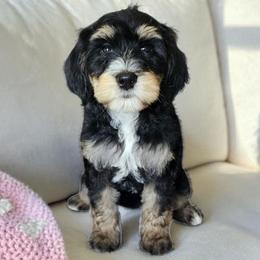 Bubbles - Tri-color female Bernedoodle puppy in Glenford, Ohio from Mi-De Doodles