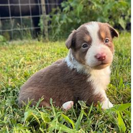 Tasha - Tri-color female Border Collie puppy in Chattanooga, Tennessee from Ross Vegas Kennels