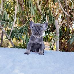 Blue - Blue male French Bulldog puppy in Avondale, Arizona from BigDiamondFrenchies