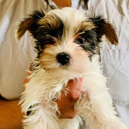 Boy 1 - Charting to be about 4lbs - Black tan and white male Biewer Terrier puppy in Litchfield Park, Arizona from Phoenix Golden Retriever & Biewer Terriers