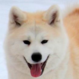 Miko - Akita