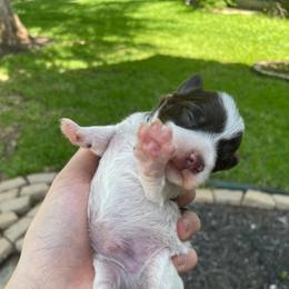 Chip very deep dark liver and white green collar - Parti male Miniature Schnauzer puppy in Temple, Texas from Schnauzers Of Taylor