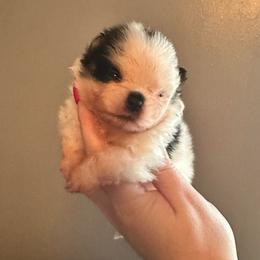 Zeus - Black parti male Pomeranian puppy in Waterloo, Indiana from Garcias Pomeranian