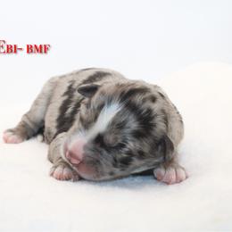 Ebi - Blue merle female Australian Shepherd puppy in Coldwater, Michigan from Northern Star Australian Shepherds