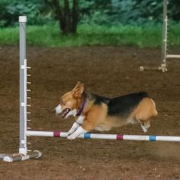 Pembroke Welsh Corgi Puppies from Outlands Corgis