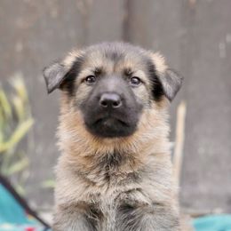 Border Collie and German Shepherd Puppies from Von Guadachi Working Dogs