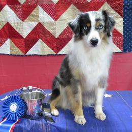 Miniature Australian Shepherd puppies from Big Coon Little Aussies