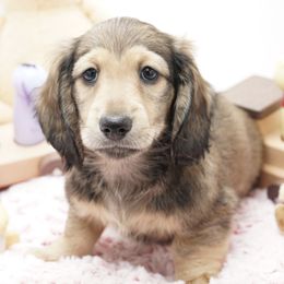 Dachshund Puppies from 30 Acre Woods Dachshunds