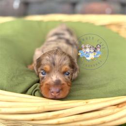 Briar - Dapple male Dachshund puppy in Cave City, Kentucky from Mammoth Cave Dachshunds
