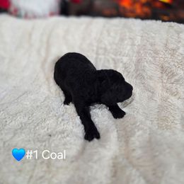 Coal - Black male Poodle puppy in Osage Beach, Missouri from Pups Are Us