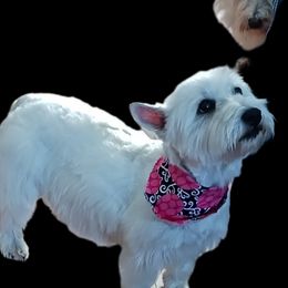 Bella - West Highland White Terrier