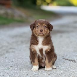 Zipper - Red tri-color male Australian Shepherd puppy in Argyle, Iowa from Country Time Kennels