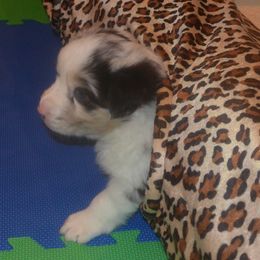 Australian Shepherd Puppies from Highline