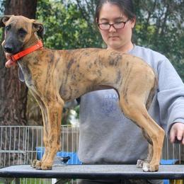 Greyhound Puppies from Stout-Hearted Hounds