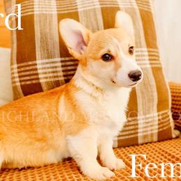 Bird - Red female Pembroke Welsh Corgi puppy in Bend, Oregon from Highland Meadow Corgis