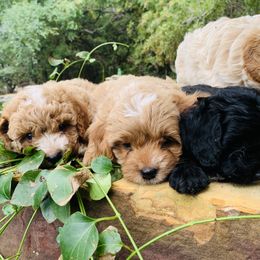 Cavapoo, Cockapoo, Goldendoodle, and Maltipoo Puppies from Perdue Puppies