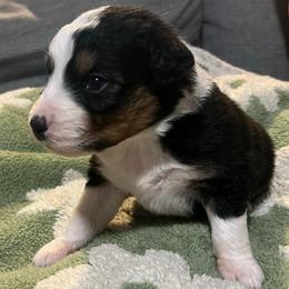 Thor - Black tri-color male Australian Shepherd puppy in Hemet, California from Perfect Companion Aussie's