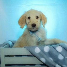 Goldendoodles from Vera's Goldendoodles