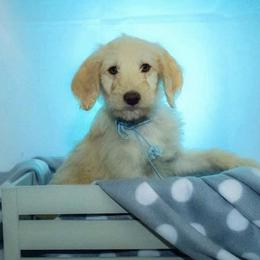 Goldendoodles from Vera's Goldendoodles