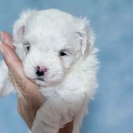 Zeus - White male Maltese puppy in Piscataway, New Jersey from Norma T.'s Maltese