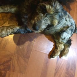 Aussiedoodle Puppies from Hills Barkery