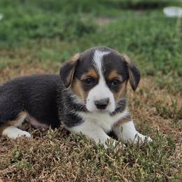 Male 1 - Black and tan male Pembroke Welsh Corgi puppy in Portland, North Dakota from Sliding stop corgis