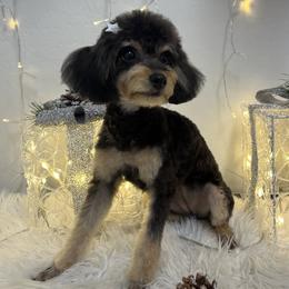 Pepper - Poodle