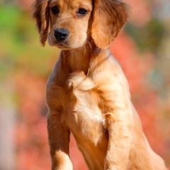 English Cocker Spaniel and Pointer Puppies from Foxrun Gundogs