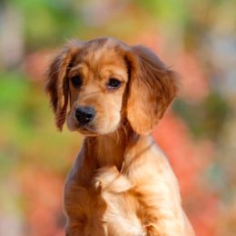 English Cocker Spaniel and Pointer Puppies from Foxrun Gundogs