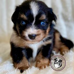 Novel - Blue merle male Toy Australian Shepherd puppy in East Berlin, Pennsylvania from Dusty Spring Australian Shepherds, LLC