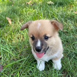 Sable girl 3 - Sable female Pembroke Welsh Corgi puppy in Otterville, Missouri from Lynette McMillin McMillin Stony Point Corgis