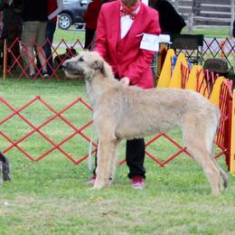 Sheena - Irish Wolfhound